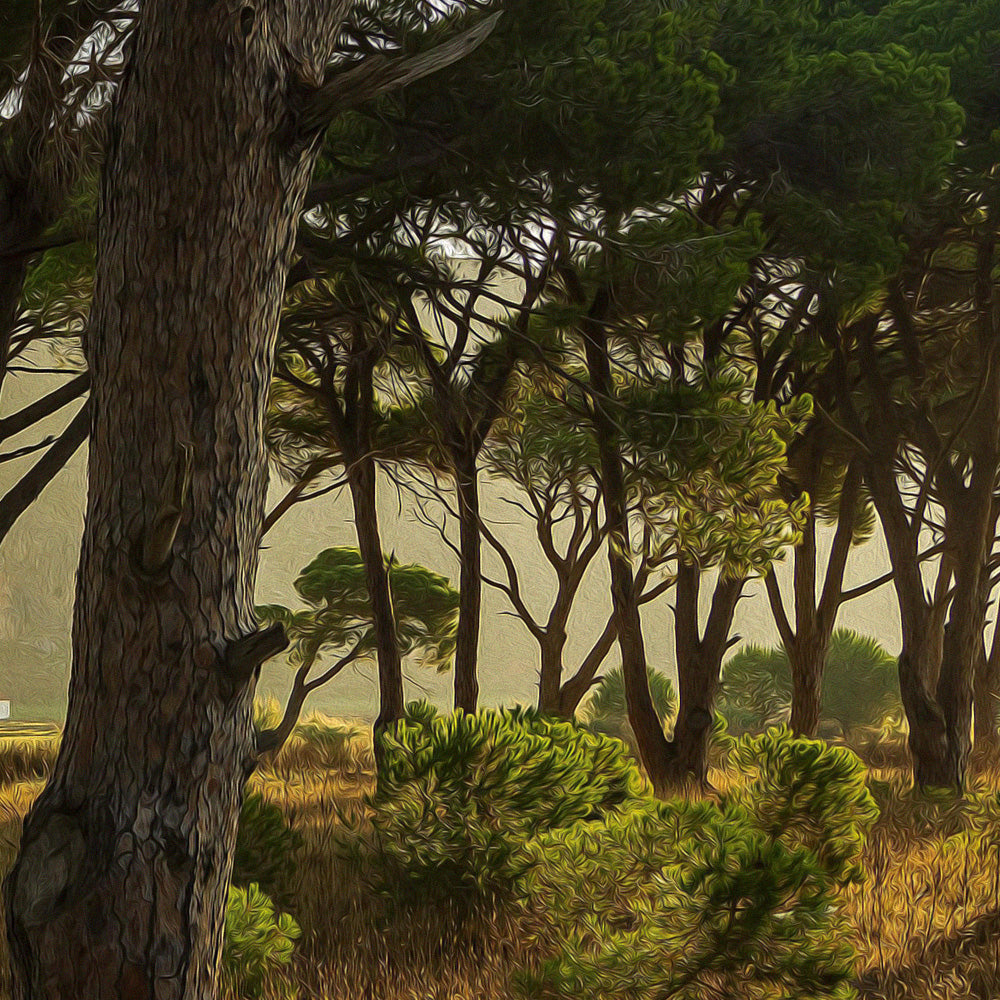 BOSCO - POSTER in PVC da 3mm - PlastiWood (14553069)