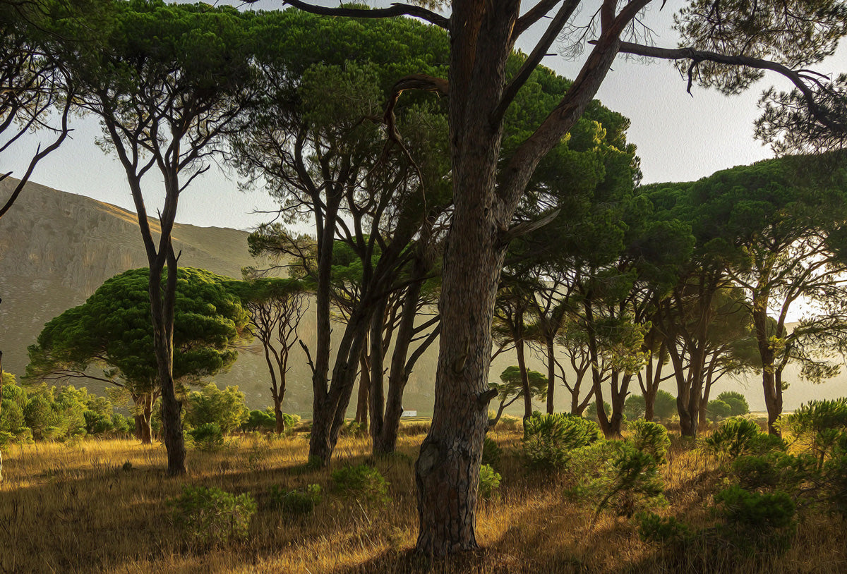 BOSCO - POSTER in PVC da 3mm - PlastiWood (14553070)