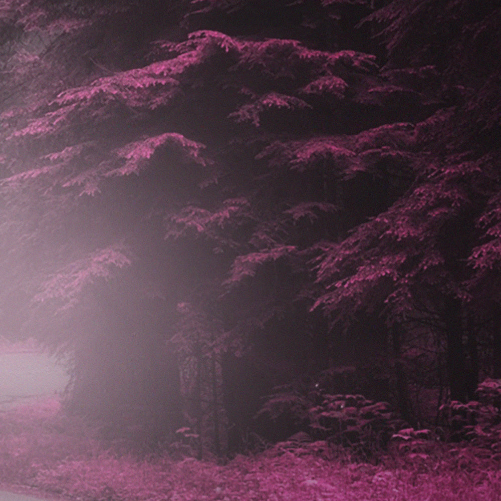 BOSCO INCANTATO - POSTER in PVC da 3mm - PlastiWood (14553072)