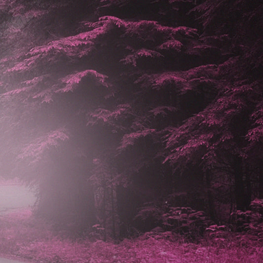 BOSCO INCANTATO - POSTER in PVC da 3mm - PlastiWood (14553072)