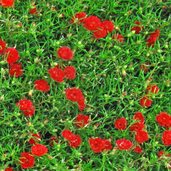 ERBA CON FIORI ROSSI - Pellicola stampata adesiva in PVC finitura opaca - PlastiWood (14554239)