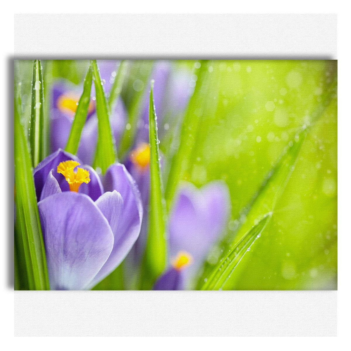 Fiori della Sorgente del Croco - Quadro Canvas su telaio in legno - PlastiWood (14554434)