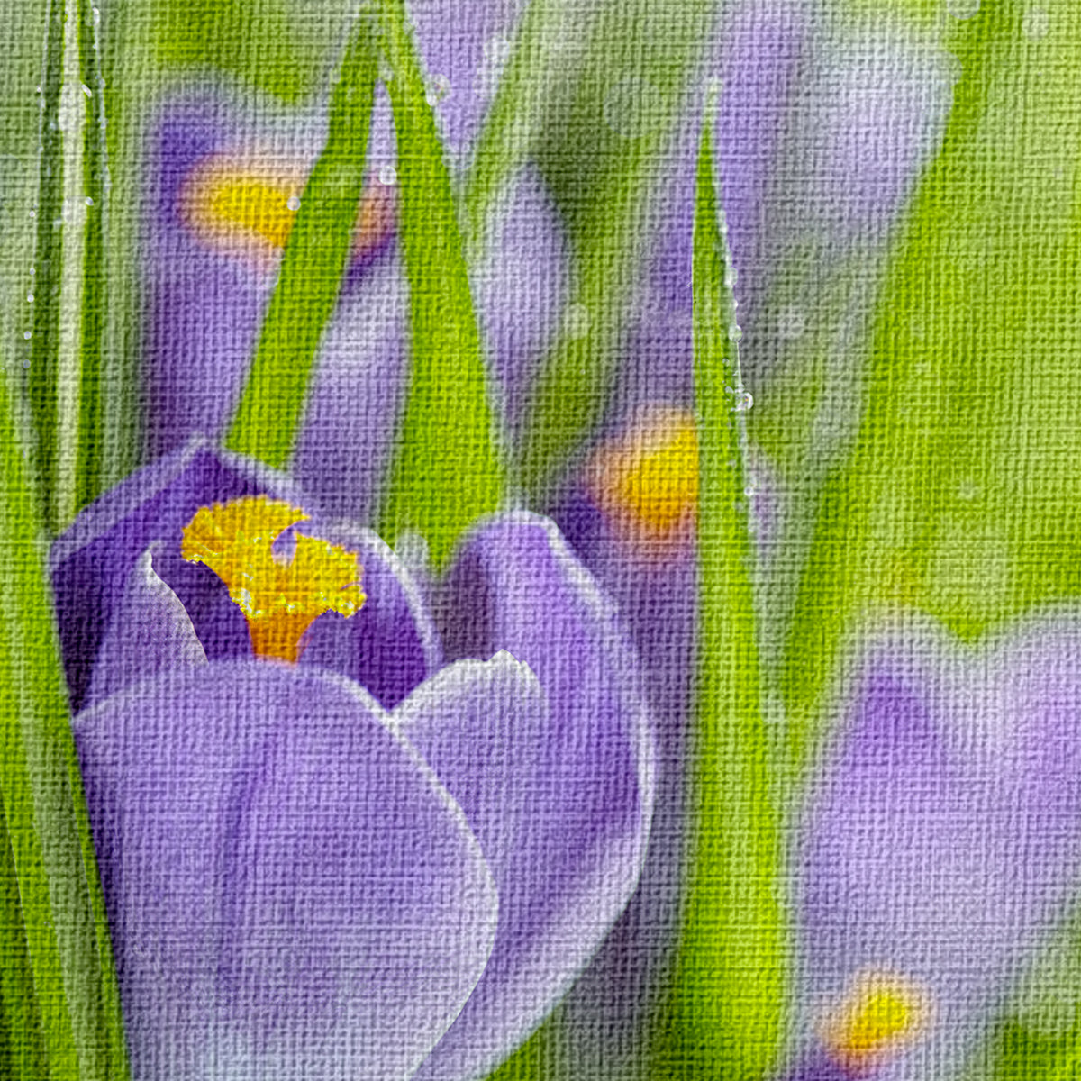 Fiori della Sorgente del Croco - Quadro Canvas su telaio in legno - PlastiWood (14554435)