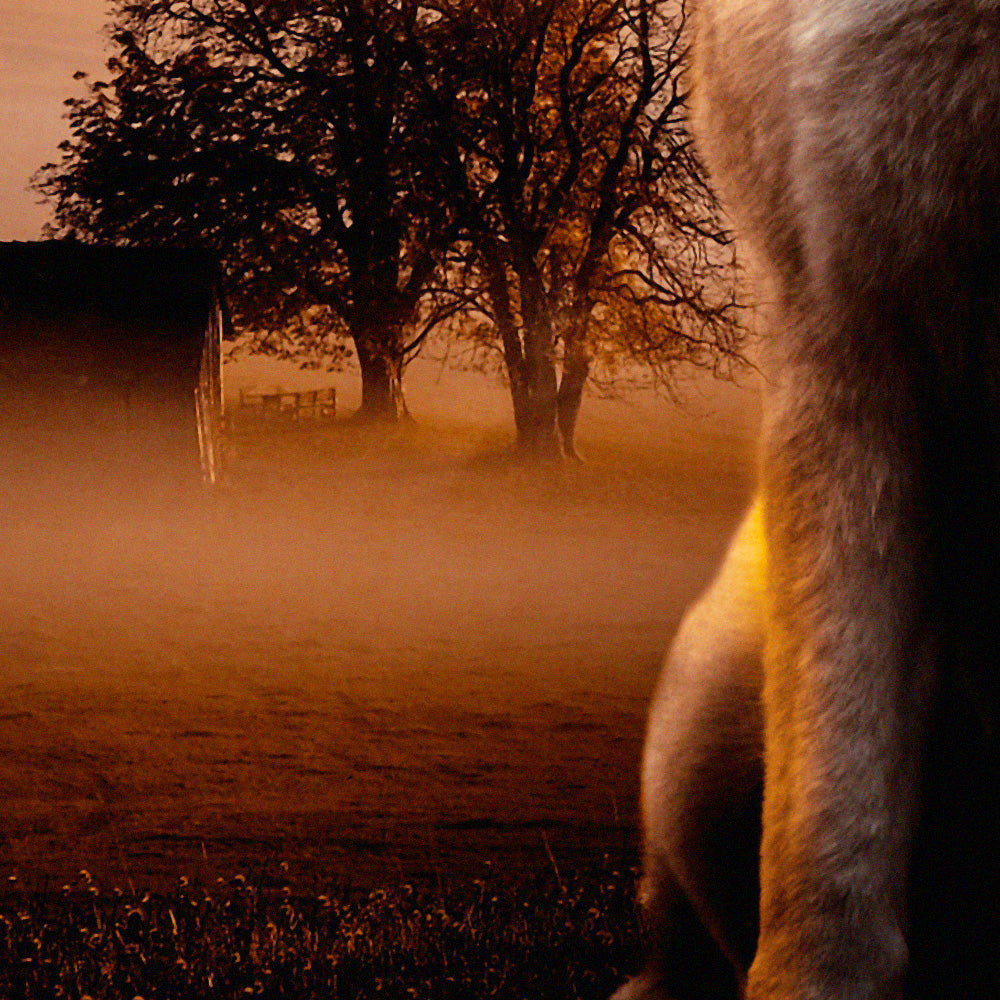 HUSKY - POSTER in PVC da 3mm - PlastiWood (14555106)