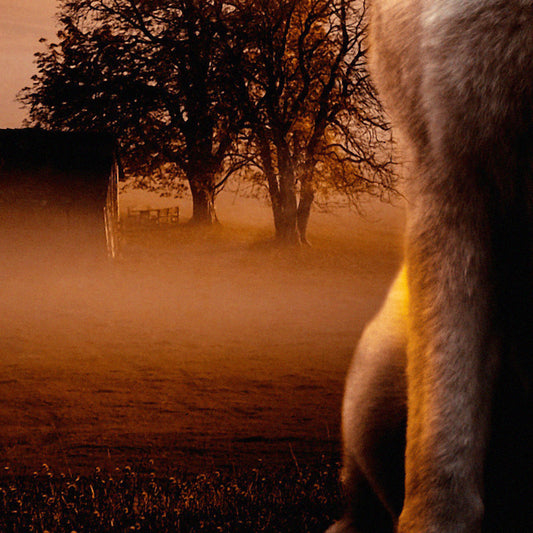 HUSKY - POSTER in PVC da 3mm - PlastiWood (14555106)