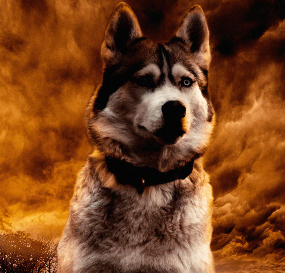 HUSKY - POSTER in PVC da 3mm - PlastiWood (14555107)