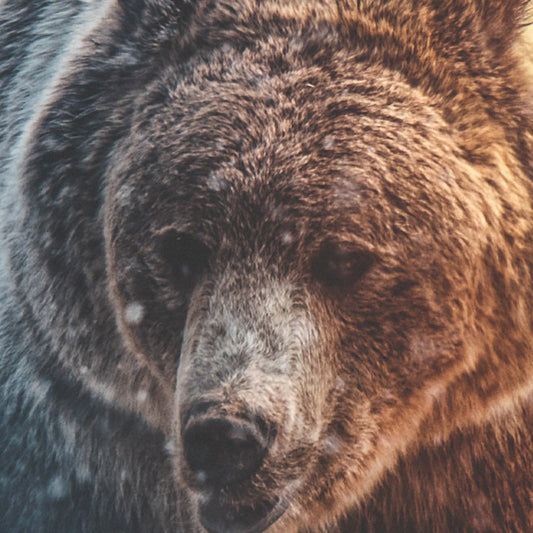 ORSO - POSTER in PVC da 3mm - PlastiWood (14556407)