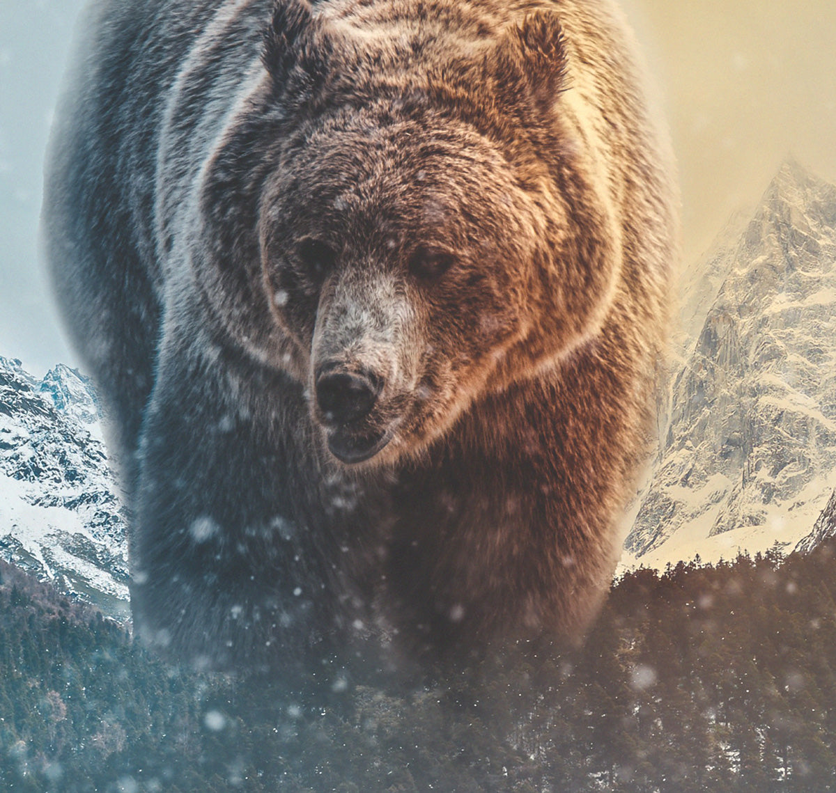 ORSO - POSTER in PVC da 3mm - PlastiWood (14556408)