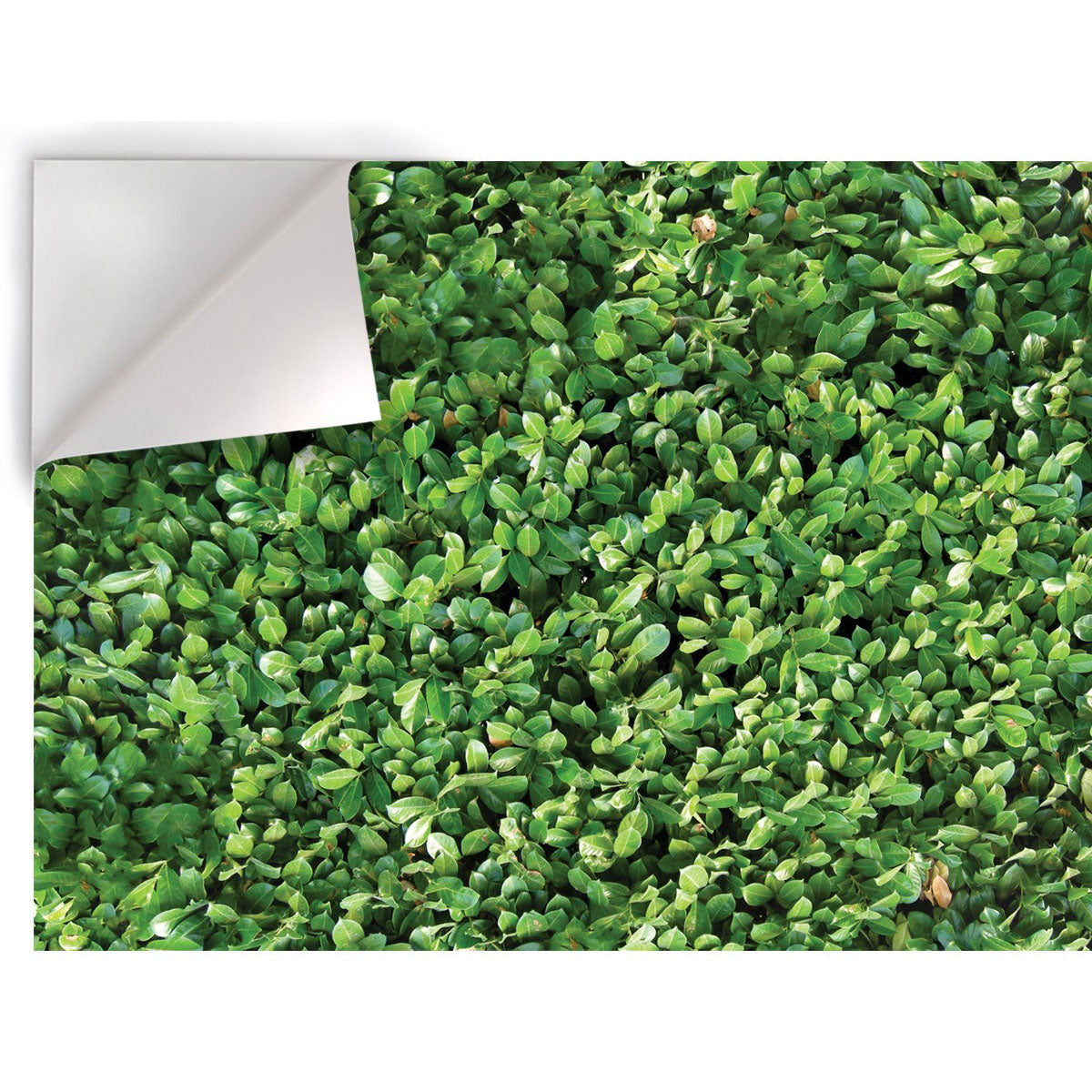 Siepe - Pellicola stampata adesiva in PVC finitura opaca - PlastiWood (14557652)